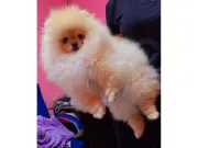 Cachorros de Pomerania Spitz