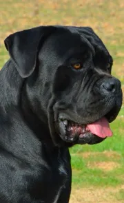 cachorros cane corso de excelente calidad