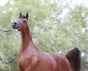 Bonito caballo árabe en venta