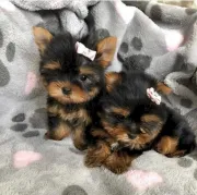 Adorable Male and Female TeaCup Yorkie Puppy Available