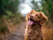 Peluquería Canina en Concón