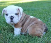 Cachorros de bulldog inglés en venta