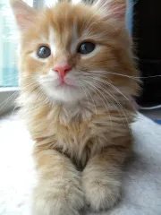 Gatita Siberiana Naranja
