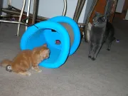 Gatita Siberiana Naranja