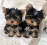 Cachorros Yorkshire registrados