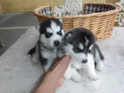 Cachorros de Husky Siberiano disponibles.