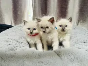 3 gatitos Ragdoll puros
