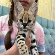 Gatitos Serval y Savannah, Caracal registrados