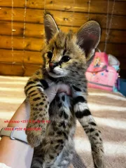 Adorables gatitos Savannah F1 y F2 disponibles.