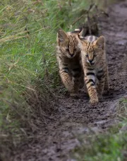 Gatitos serval disponibles para la venta