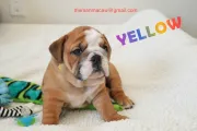 Cachorros de bulldog inglés sanos