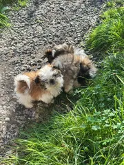 cachorros shih tzu