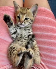 Gatitos Savannah F1 y F2 disponibles para la venta.