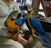guacamayos azules