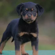 Stunning Rottweiler Puppies
