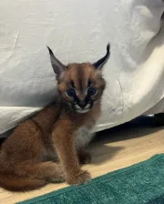 Caracal Kittens Available