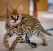 African Serval Kittens Available