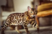 Snow/Silver/Charcoal/Brown Bengal Kittens Available