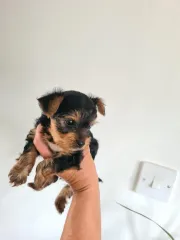 Miniature Yorkshire Terrier Pup * READY NOW *