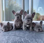 Cachorros de Bulldog Francés
