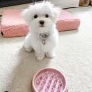Dos cachorros malteses taza de té necesitan una nueva familia