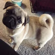 Cachorro Pug Macho