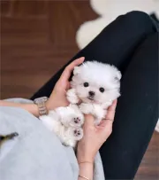Adorables cachorros malteses en adopción