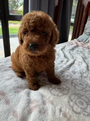 REGALO CACHORRITOS DE CANICHE TOY