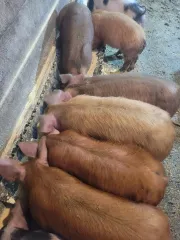 Duroc piglet