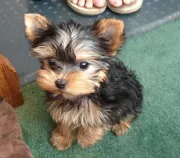 Cachorros Yorkshire Terrier en adopción.