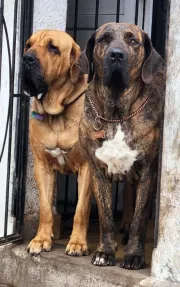 Cachorros Fila Brasilero