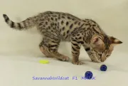 Magníficos Gatitos Savannah