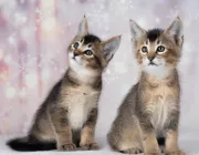 Gatitos Caracat F3, F4, F5