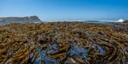 seaweed peruvian Algas marinas peru