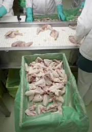 3 Weeks & 6 Weeks Old Broilers for Sale
