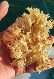 Wildcrafted Irish moss chondrus crispus peruvian