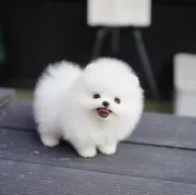 6 cachorros de Pomerania (blanco, crema)