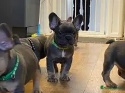 Hermosos cachorros de Bulldog Francés, machos y hembras