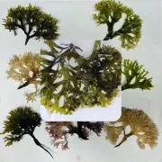Seaweed peruvian Algas marinas peruvian