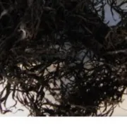 seaweed chondracanthus chamissoi chicorea de mar peruvian
