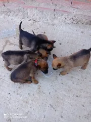 Cachorros Pastor Aleman