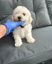 cachorros bichon maltes en adopcion