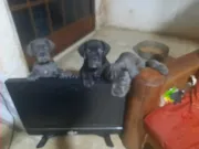cachorros cane corso de excelente calidad