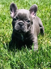 Bulldog francés