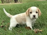 Beagle Puppies Disponible