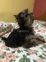 Pequeño Yorkshire terrier micro toy 3 meses