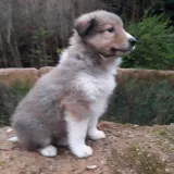 Vendo cachorros Collie (Lassie)
