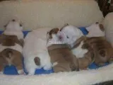 Cachorros Bulldog Inglés para adopción