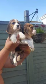 Hermosos Pedigree Beagle cachorros Pra Clear