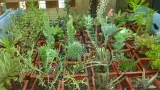 Cactus Y Suculentas